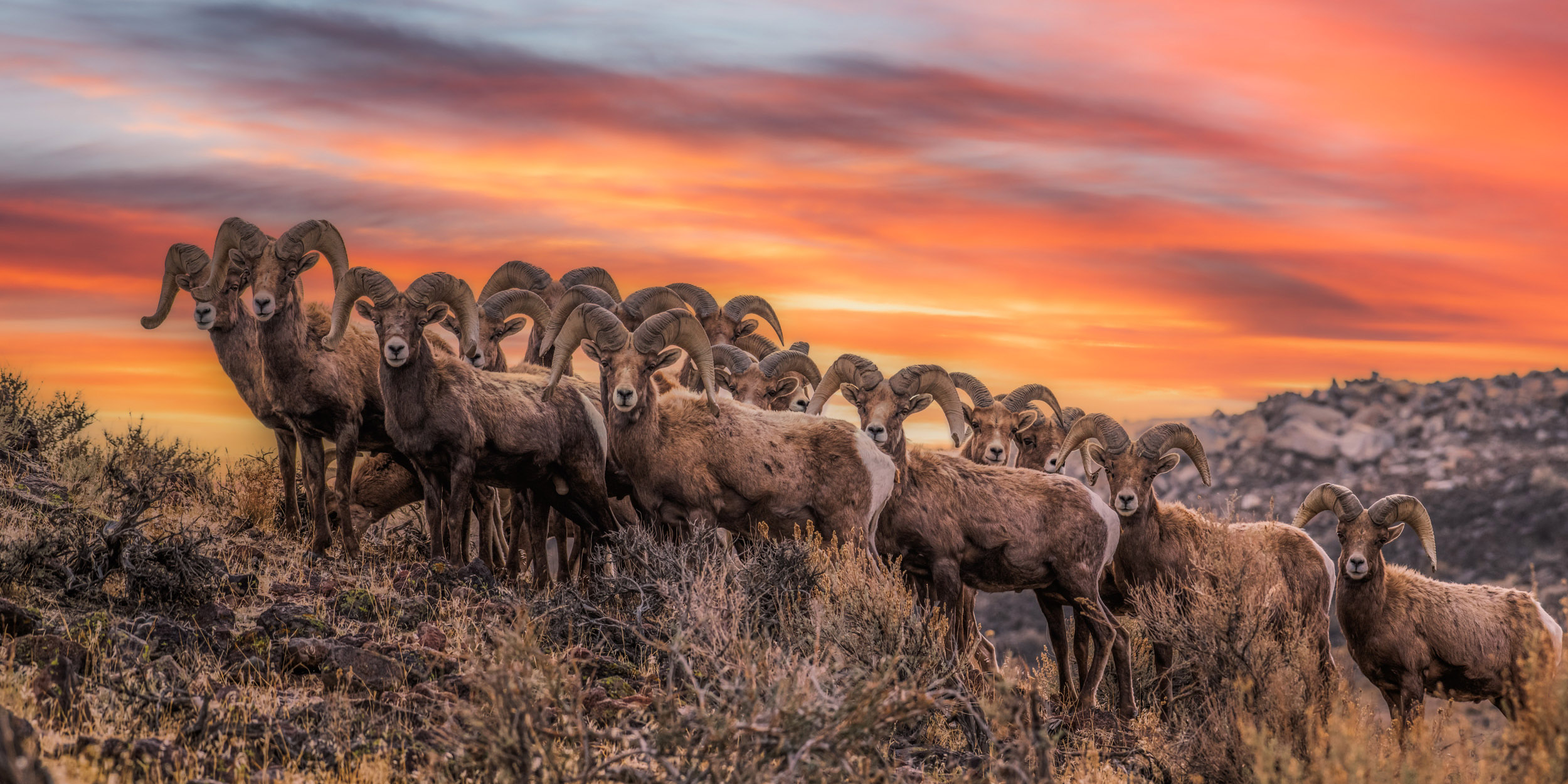 Annuli Peoples Choice Winner - bighorns in the sunset by Abe Blair